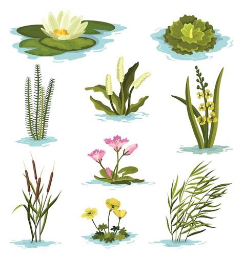 5 aquatic plants drawing|4,421+ Free Aquatic Plants Vector Images .